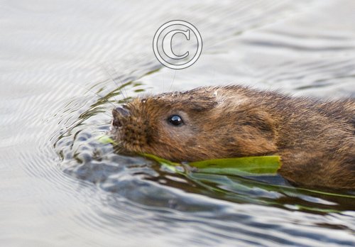 Water Vole 3 DM0364